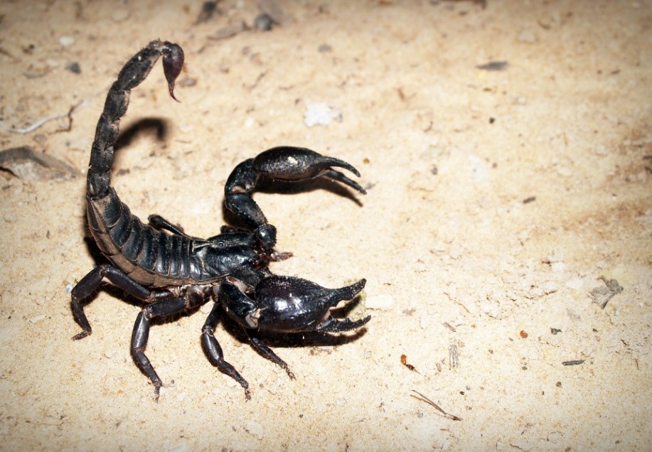Gli scorpioni si sono adattati a una grande varietà di ambienti,