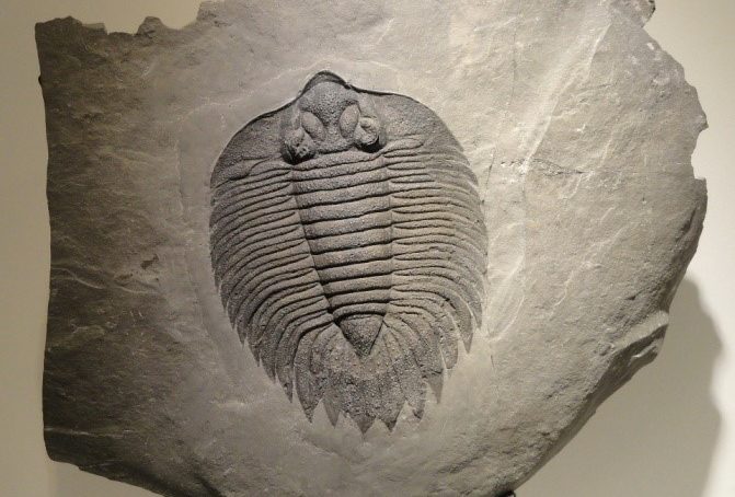 Trilobiti