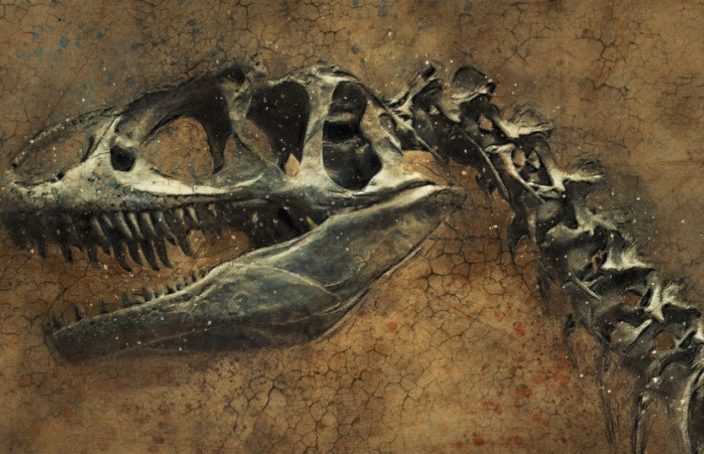 cranio e vertebre di dinosauro