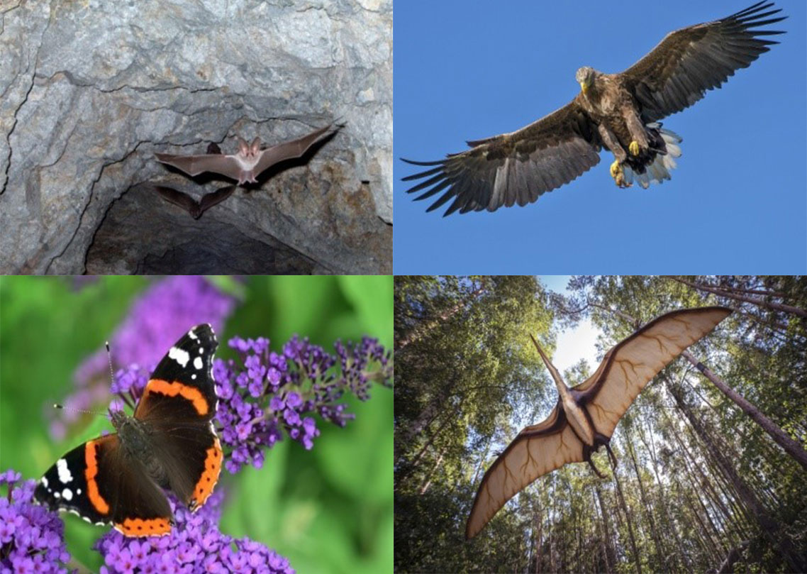 Convergenza evolutiva, radiazione adattativa L'Arca di Noè