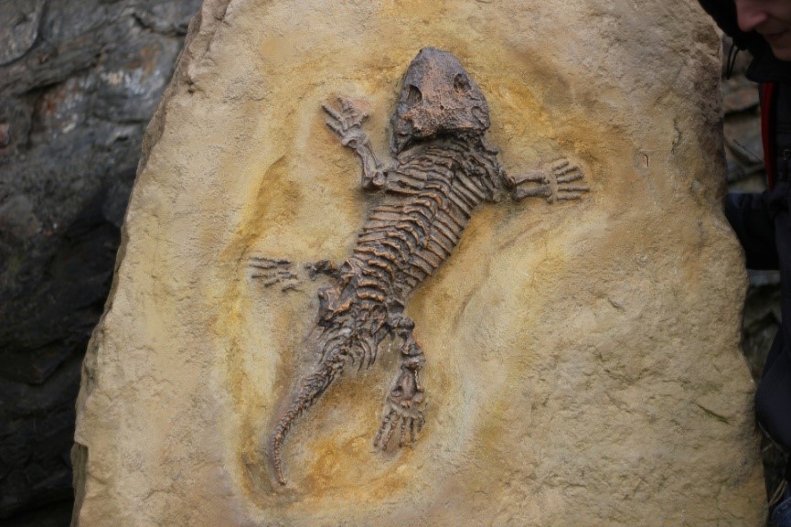 Come si formano i fossili? L'Arca di Noè Come si formano i fossili? L'Arca di Noè