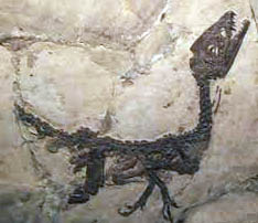 Dinosauro Ciro Scipionyx sanniticus