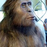 Australopithecus afarensis Lucy ricostruzione