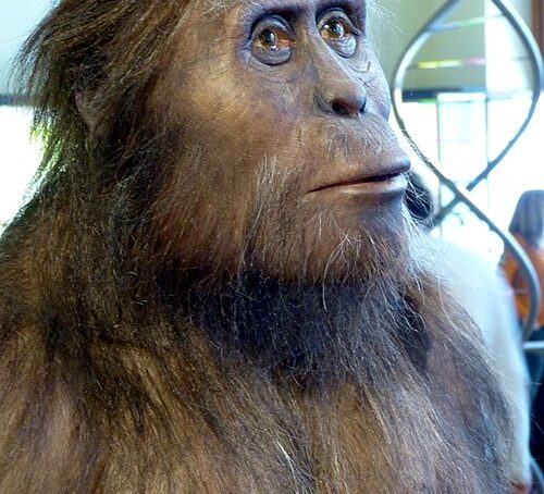 Australopithecus afarensis Lucy ricostruzione