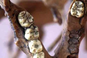 mandibola Australopithecus Lucy