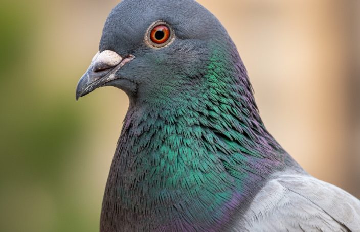 piccione Columba livia