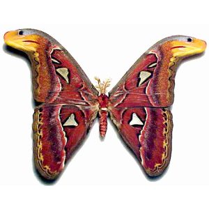 Attacus atlas maschio