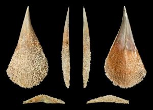 Conchiglia Pinna nobilis