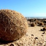 Palle di Posidonia Egagropile Palle di Mare