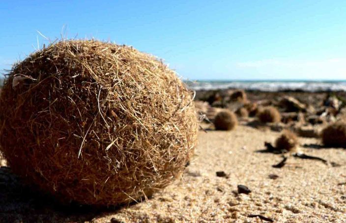 Palle di Posidonia Egagropile Palle di Mare