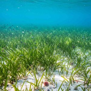 Praterie sottomarine di Posidonia