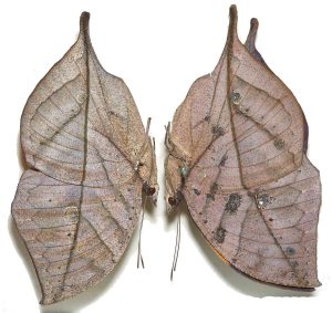 Farfalle foglia regine del mimetismo