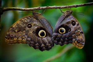 Farfalla civetta Caligo memnon