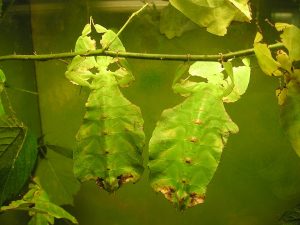 Insetti foglia Phillium