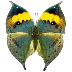 Lato superiore delle ali