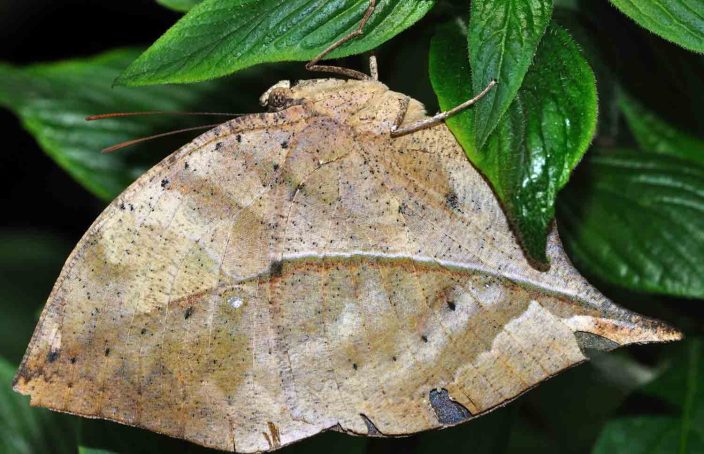 Farfalla foglia Kallima inachus regina del mimetismo