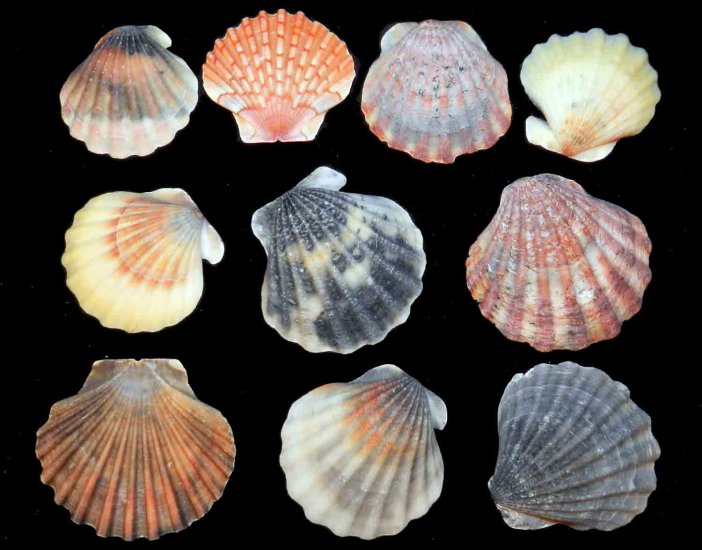 Lot Scallops 10 pcs Large Seashell Bivalve Scallop Comb Clam Pectinid