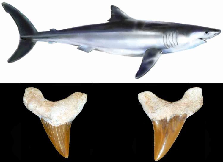 Otodus obliquus Dente Fossile Squalo Mako Gigante Pescecani Pesci Cartilaginei Condroitti Selaci Elasmobranchi Otodontidi