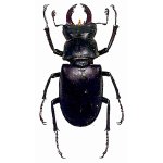 L'Arca di Noè - Lucanidae (lucanidi)