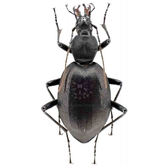 Cychrus italicus Insetto Coleottero Carabide Carabo Carabidae