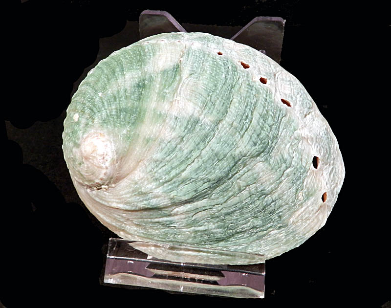 L'Arca di Noè Haliotis assimilis Seashell Ear Shell Sea Ear Gastropod