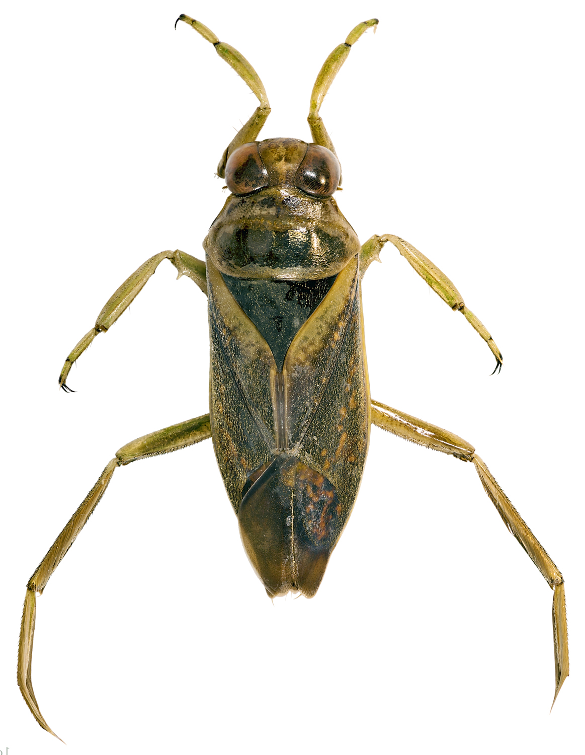 L'Arca di Noè - Notonecta maculata Insetto Acquatico Predatore Cimice  Notonetta Emittero Eterottero [Z21444]
