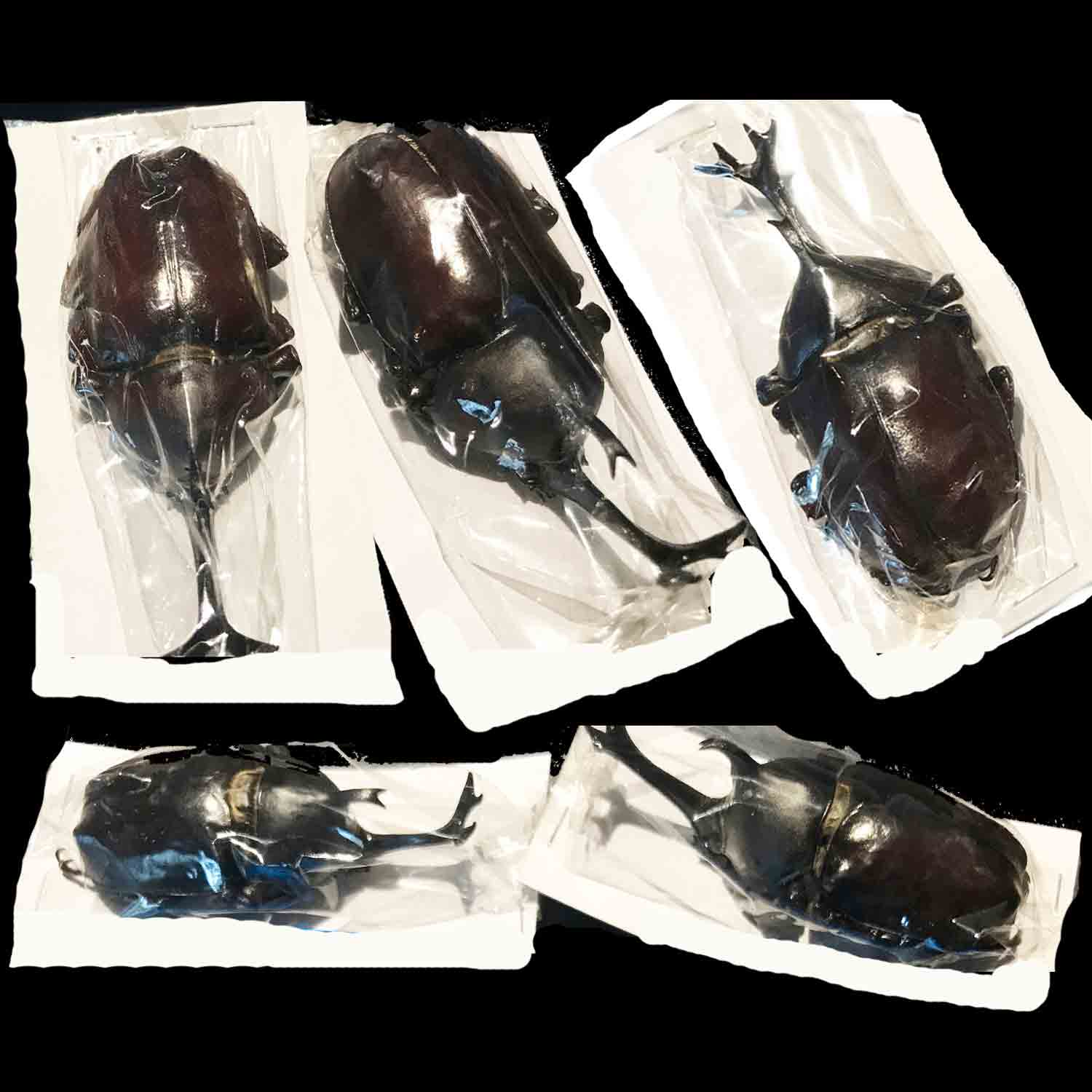 L'Arca di Noè - Goliathus orientalis (2) Insetto Tropicale Coleottero Scarabeo Cetonino Scarabaeidae Cetoniinae [Z26686
