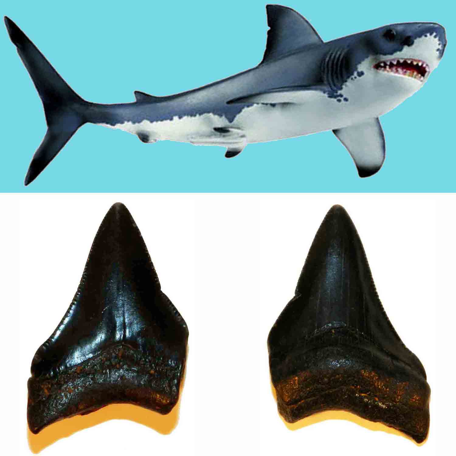 Spilla Smaltata A Forma Di Dente Di Squalo Megalodonte - Clayton Jewelry Labs - Foto 2