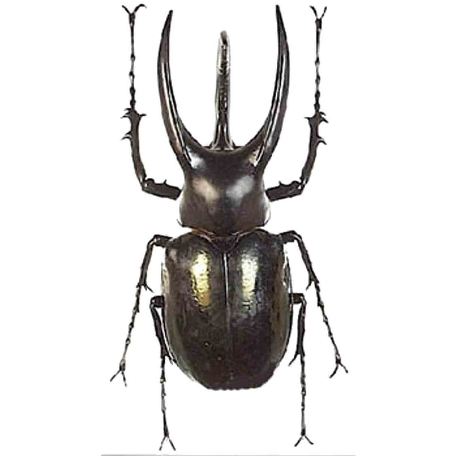 L'Arca di Noè - Chalcosoma mollenkampi Insetto Tropicale Coleottero Scarabeo Rinoceronte Dinastino Scarabaeidae Dynastinae [Z20624
