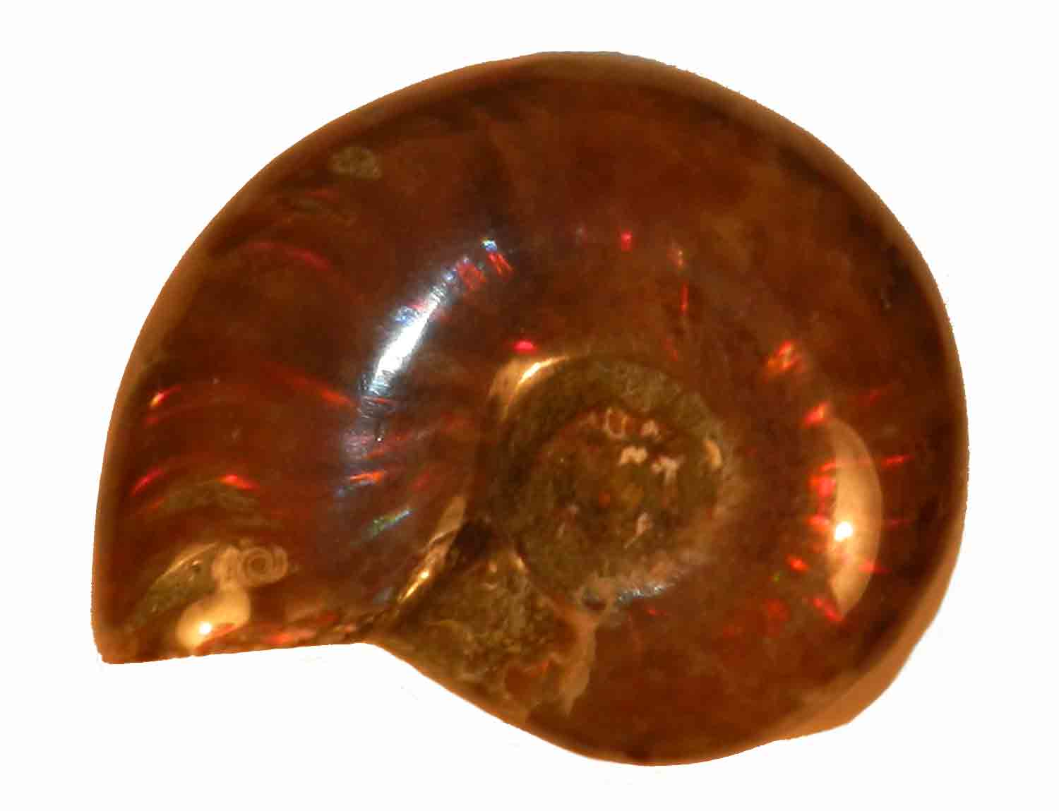 Cotola Come Una Conchgla Fossle Dal Mare Della Tetde. Progetto - Foto 13