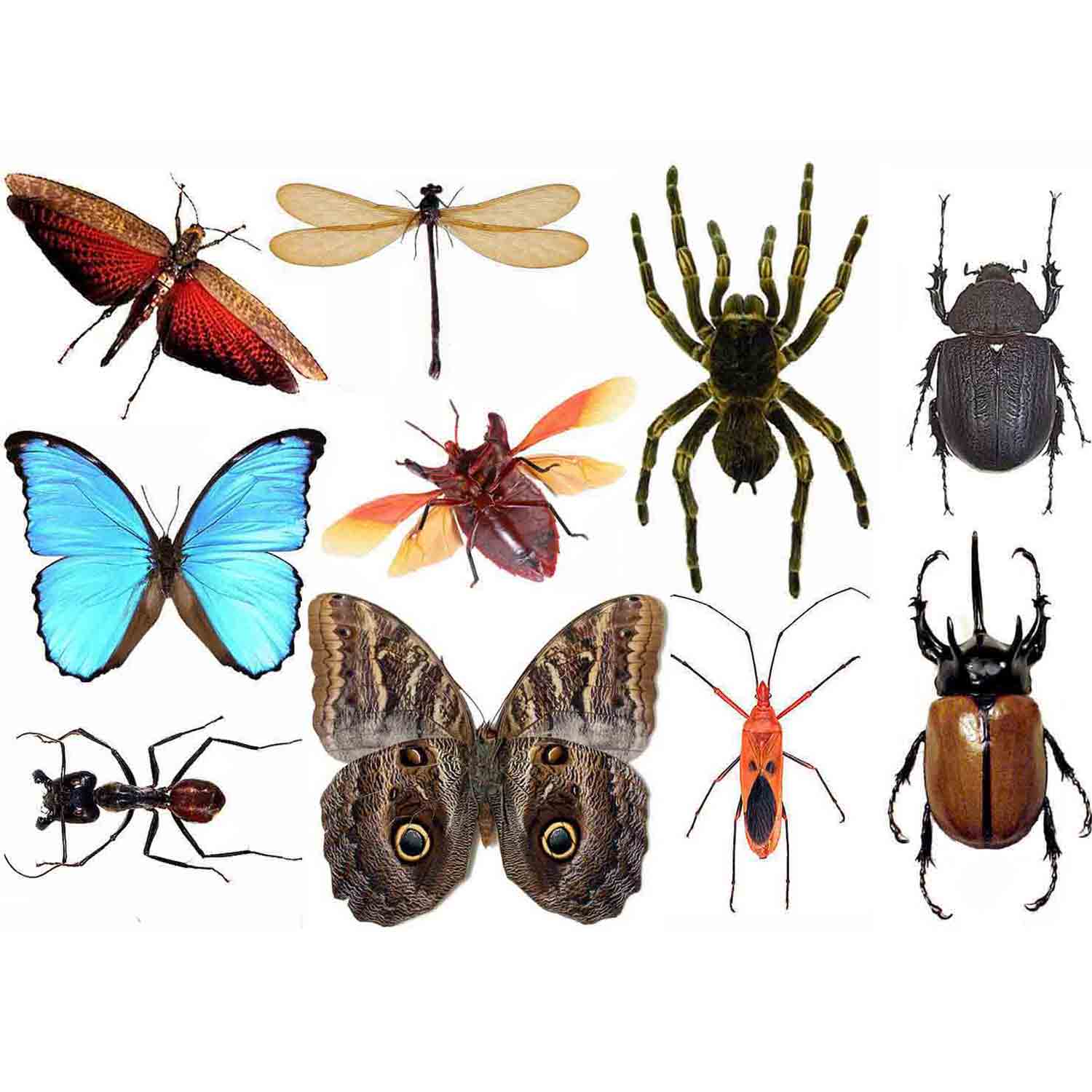 Collection 10 Tropical Giants Insects Entomology Collecting 1 Z25029