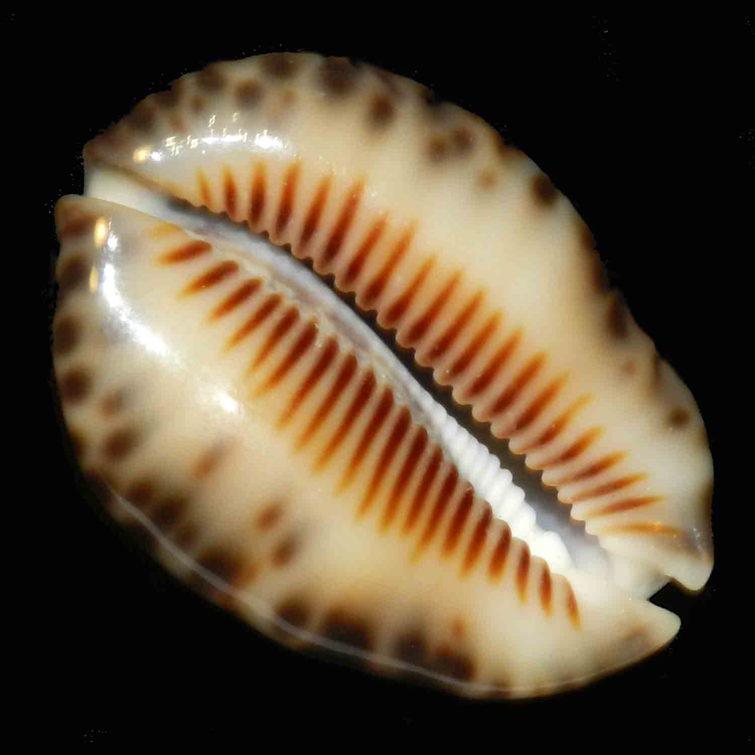 L'Arca di Noè - Cypraea depressa dispersa (3) mm 40 Conchiglia Marina ...