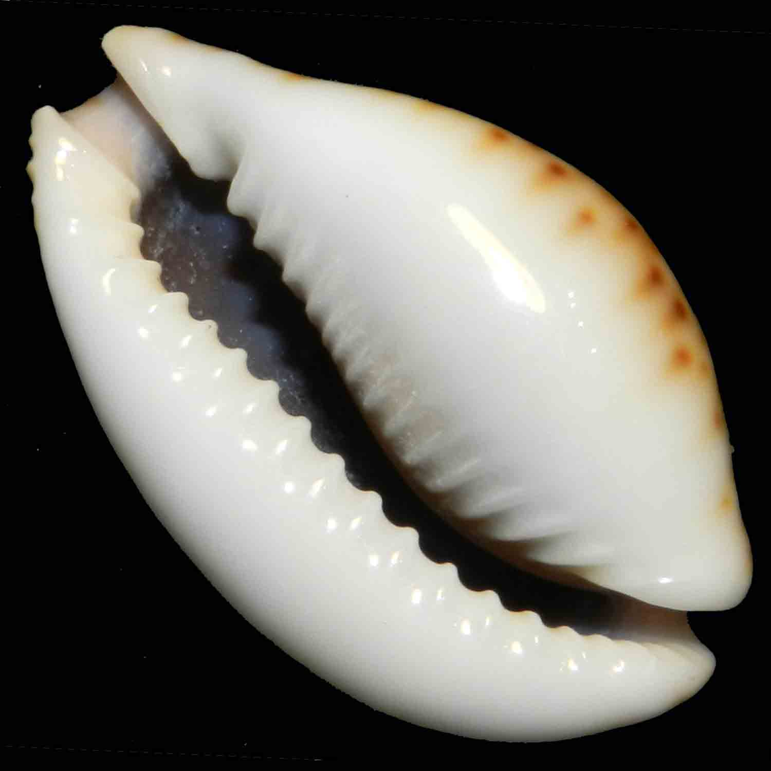 L'Arca di Noè - Cypraea lamarckii (1) mm 40 Conchiglia Marina ...