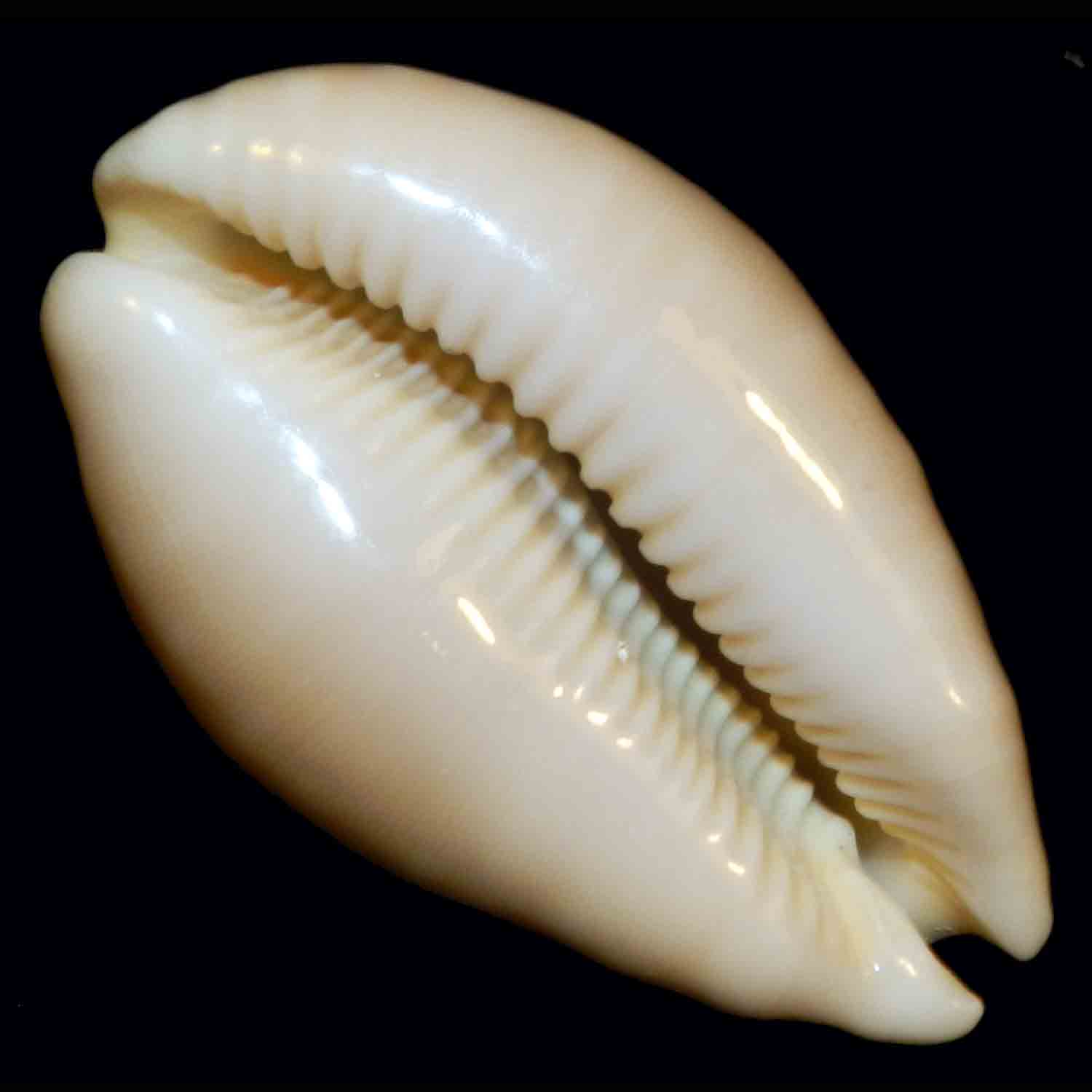 L'Arca di Noè - Cypraea vitellus XXL Extra mm 68 Conchiglia Marina ...