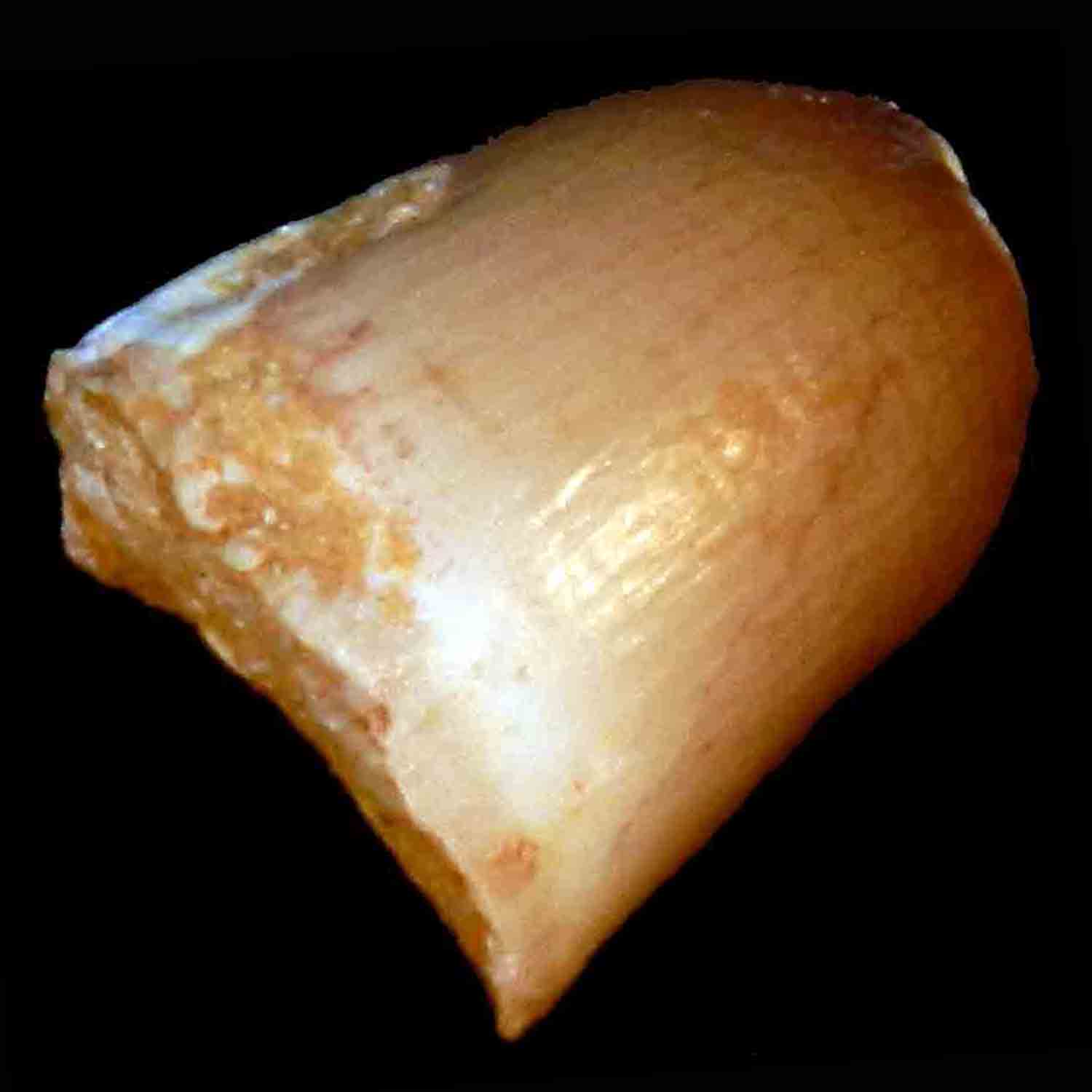 L'Arca di Noè - Hamadasuchus Fossil Tooth Crocodile Prehistoric Reptile ...