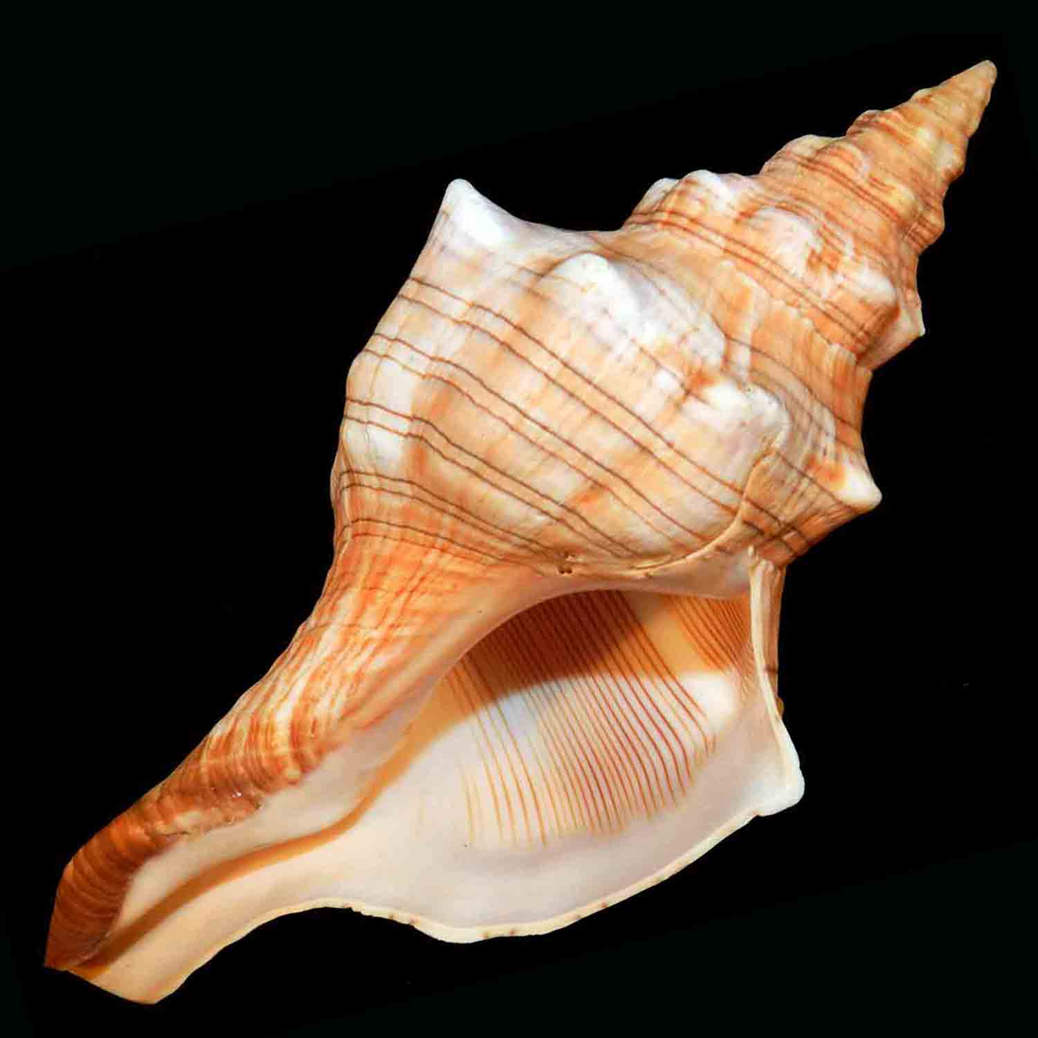 Trapezio Di Fasciolaria, Conchiglia Grande, Gabinetto - Foto 11