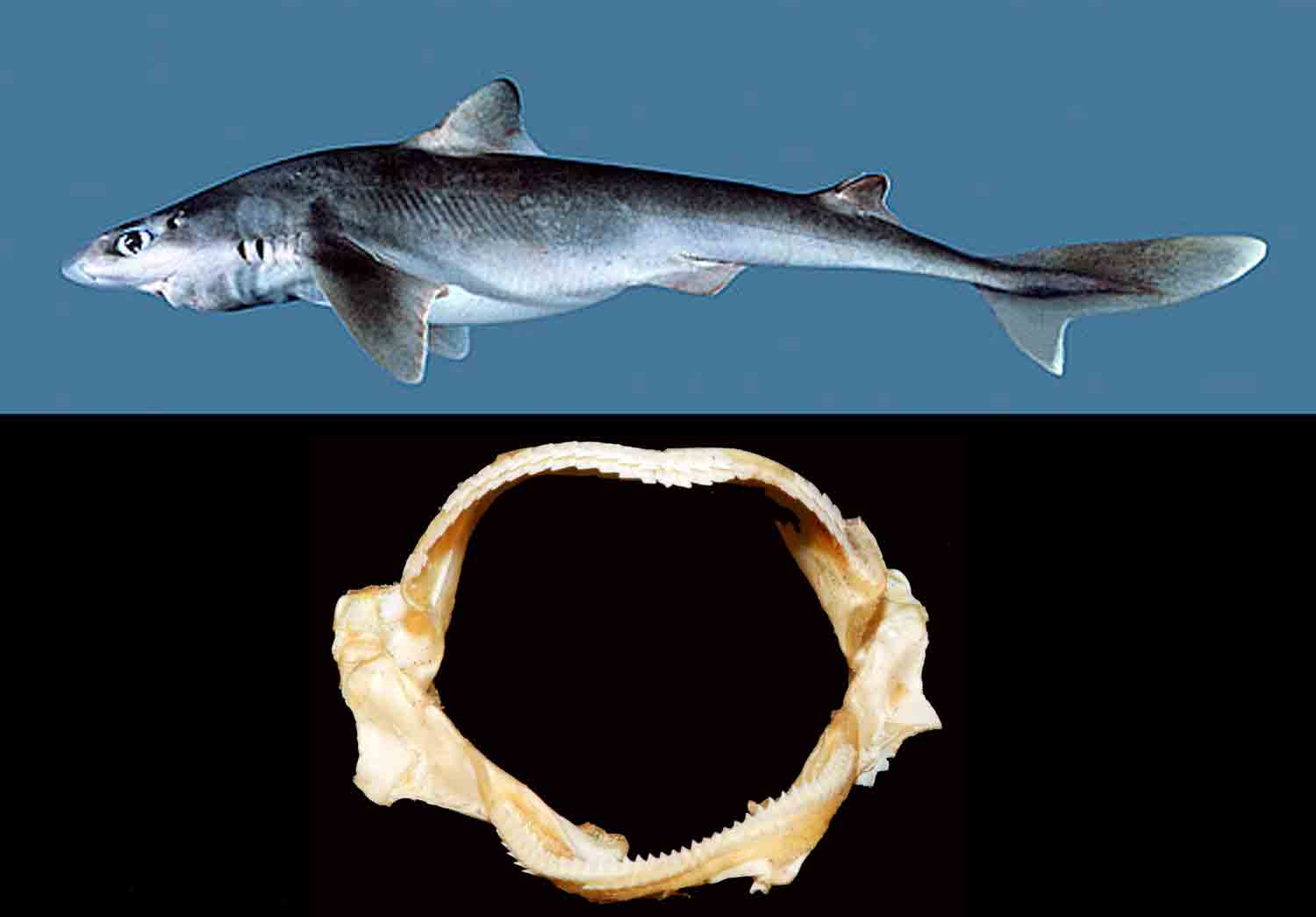 L'Arca di Noè - Squalus melanurus Spurdog Shark's Jaws (3) Dogfishes  Cartilaginous Fishes Chondrichthyes Selachians Elasmobranchs Squalidae  [C22465]