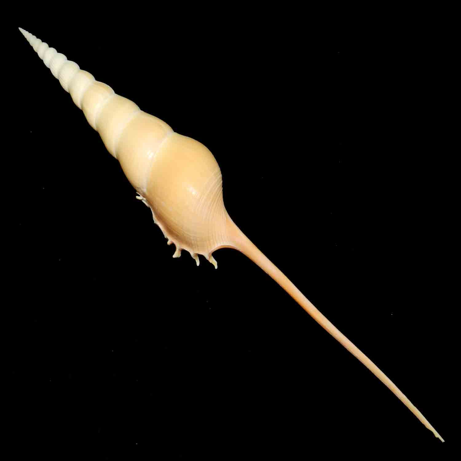 L'Arca di Noè - Tibia fusus mm 207 Seashell Gastropoda Sea Snail True ...