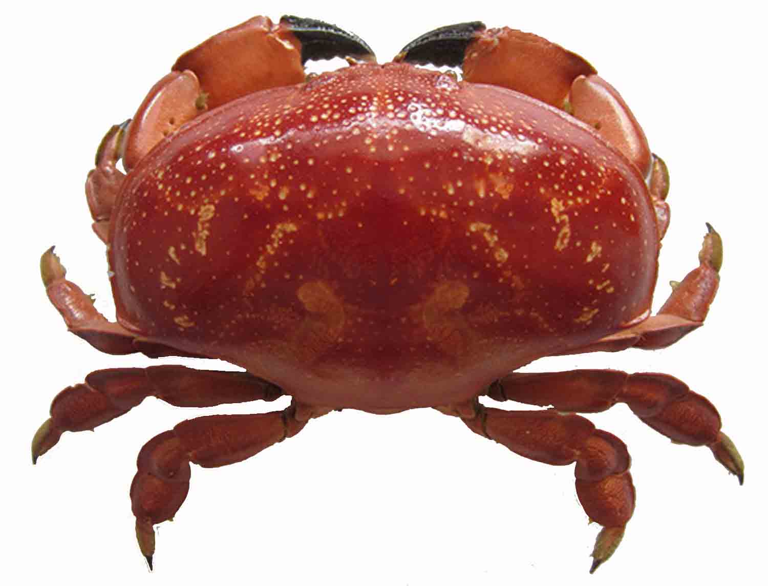 Red Crab Medium 