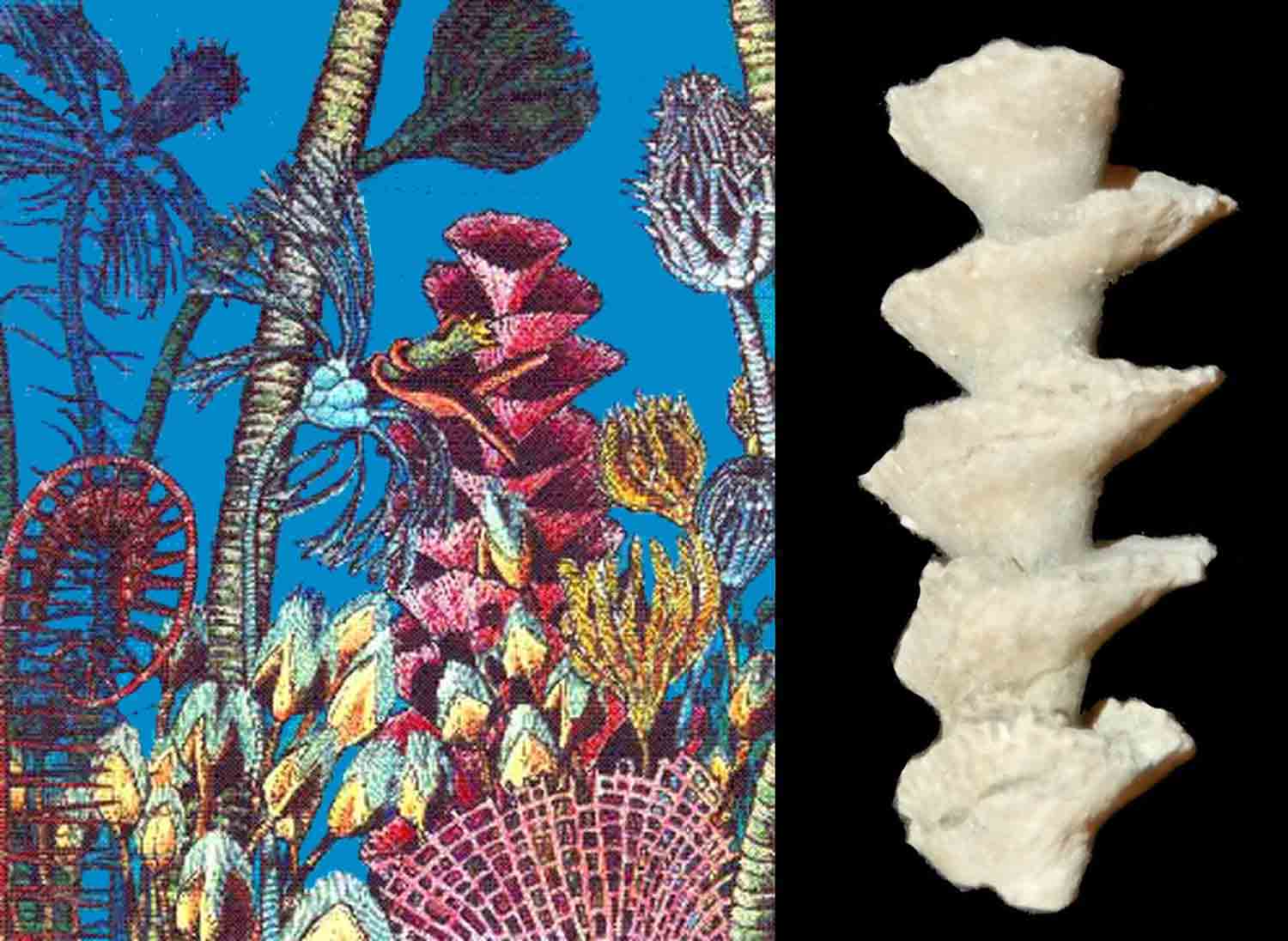 L'Arca di Noè - Archimedes regina mm 18 Fossil Bryozoan (4) [F23559]