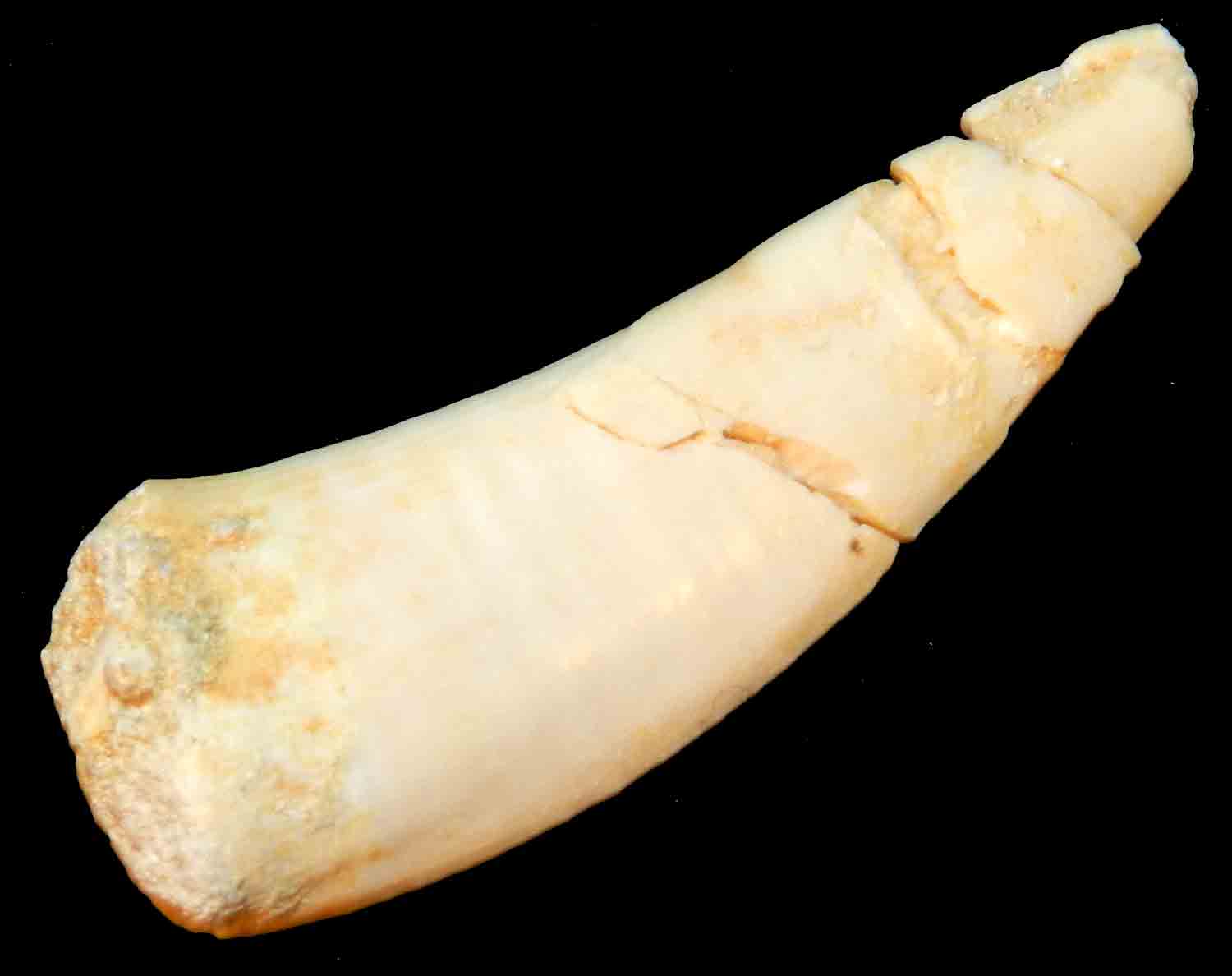 L'Arca di Noè - Enchodus lybicus Saber-Toothed Fish (Plexi) Fossil ...