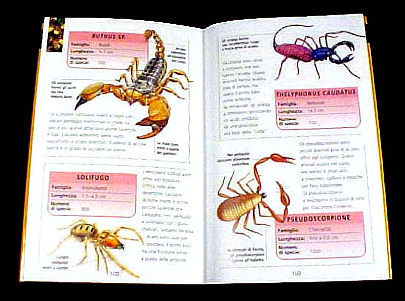 Set di 10 libri Usborne Beginners Nature (formiche, insetti, ragni, alberi,  rettili, foreste pluviali e ALTRO!) : : Libri