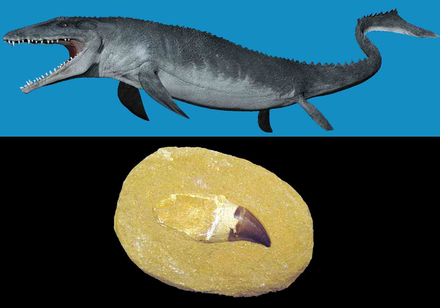 Mosasaurus Size Comparison To Human