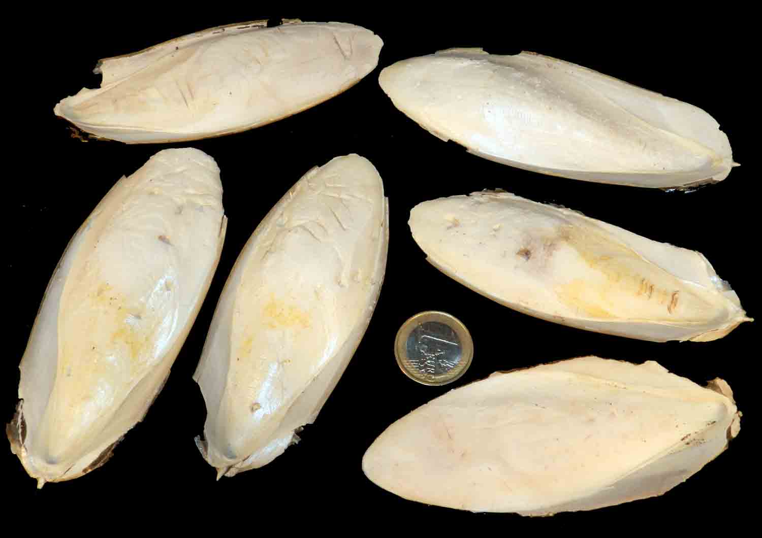 Osso Di Seppia Dove Si Trova L'Arca di Noè - Sepia officinalis (1) Osso Seppia Conchiglia di Mare