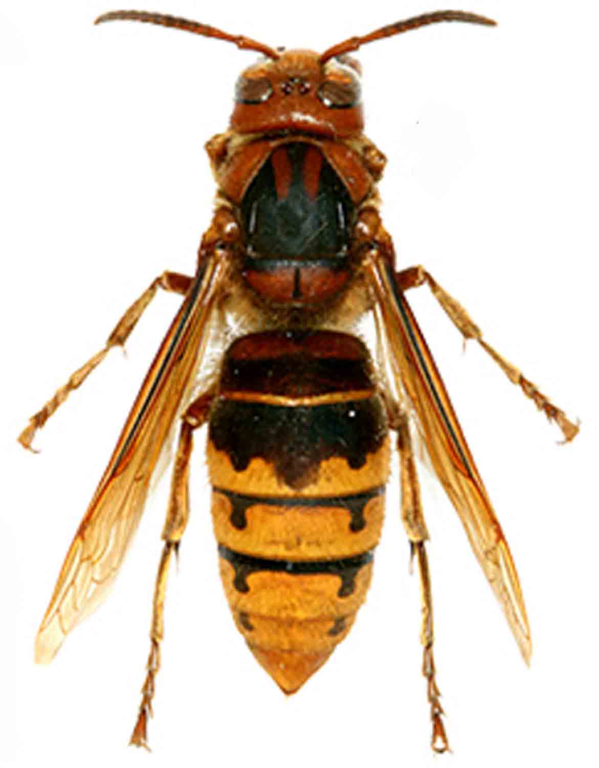 L Arca Di Noe Vespa Crabro Queen Z L Arca Di Noe Vespa Crabro Queen Z
